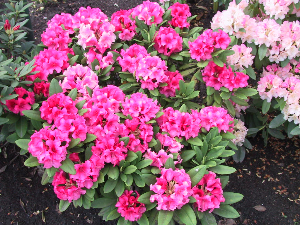 Rhododendron yakushimanum Sweet Sue 01.jpg